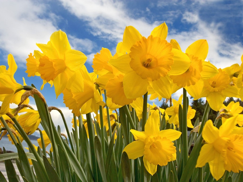 Wordsworth daffodils