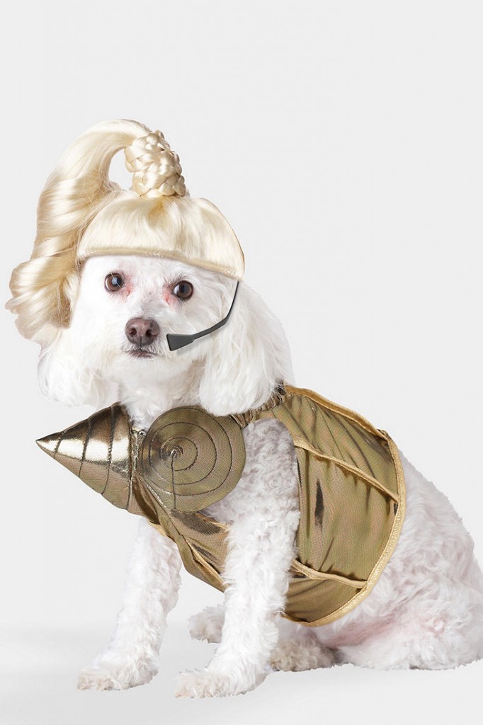 Madonna dog outfit