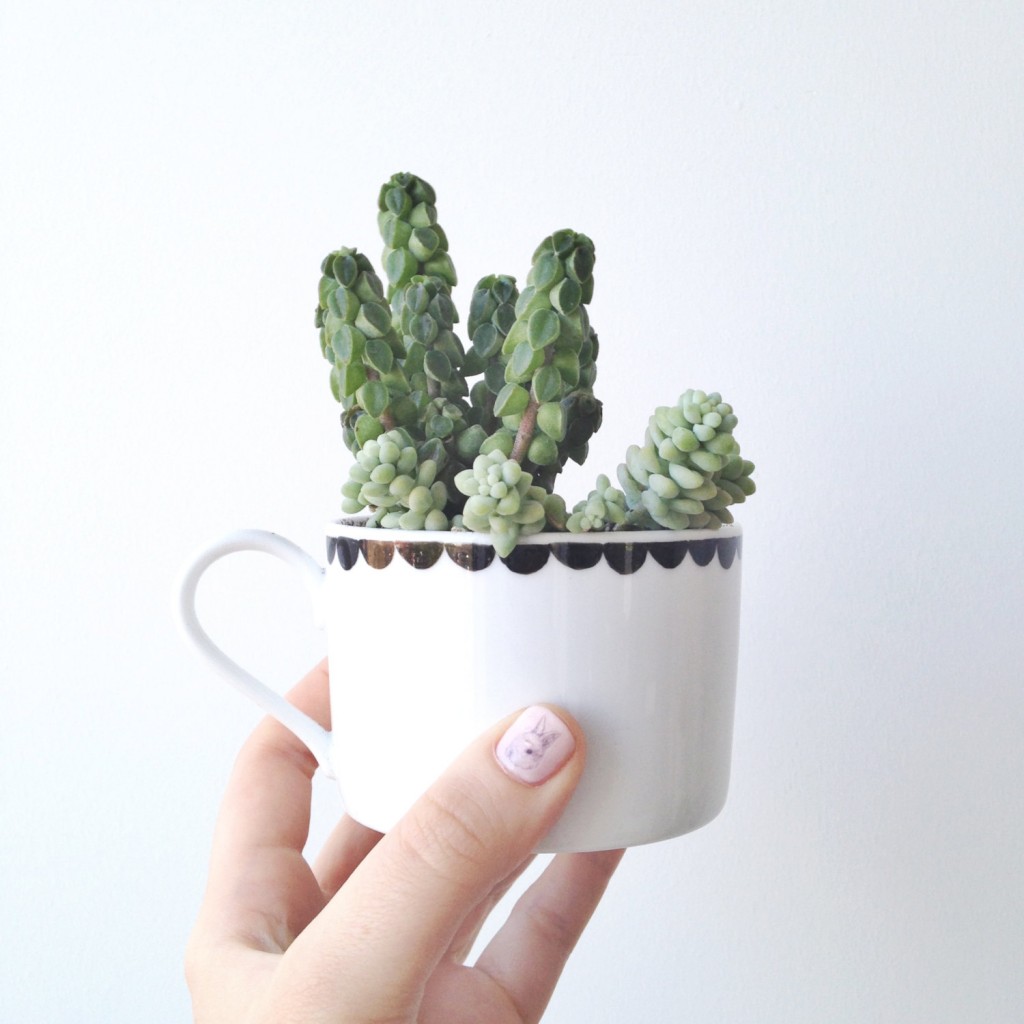 succulents how to care