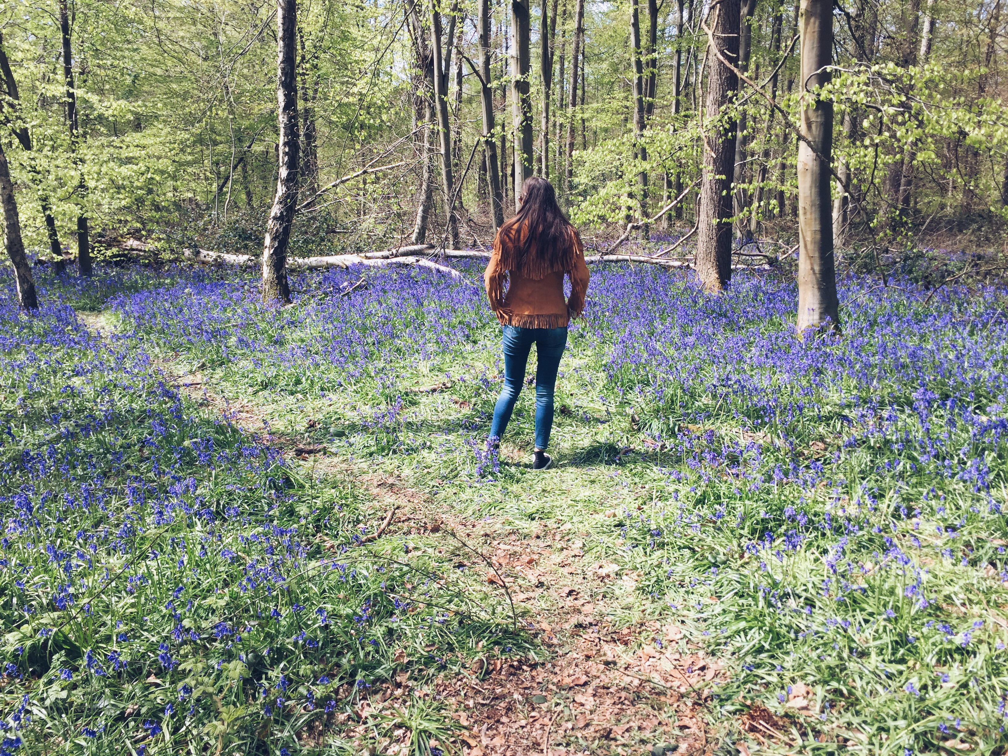 London bluebells in Whippendell Woods, Hertfordshire