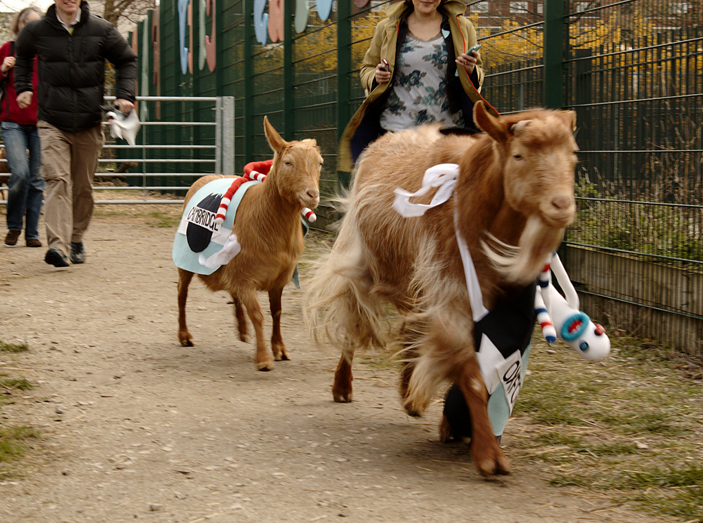 goat race london
